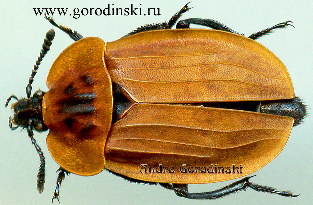 http://www.gorodinski.ru/silphidae/Oiceoptoma picescens.jpg